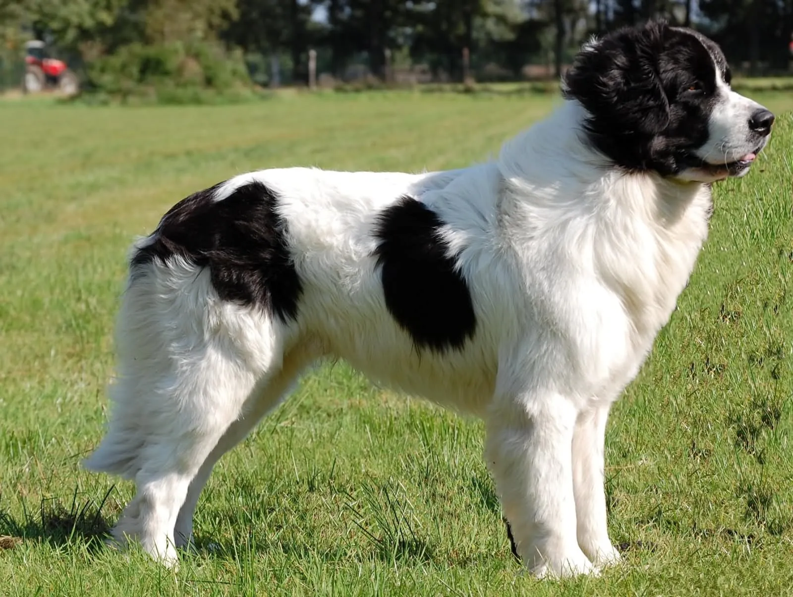 Landseer Newfoundland